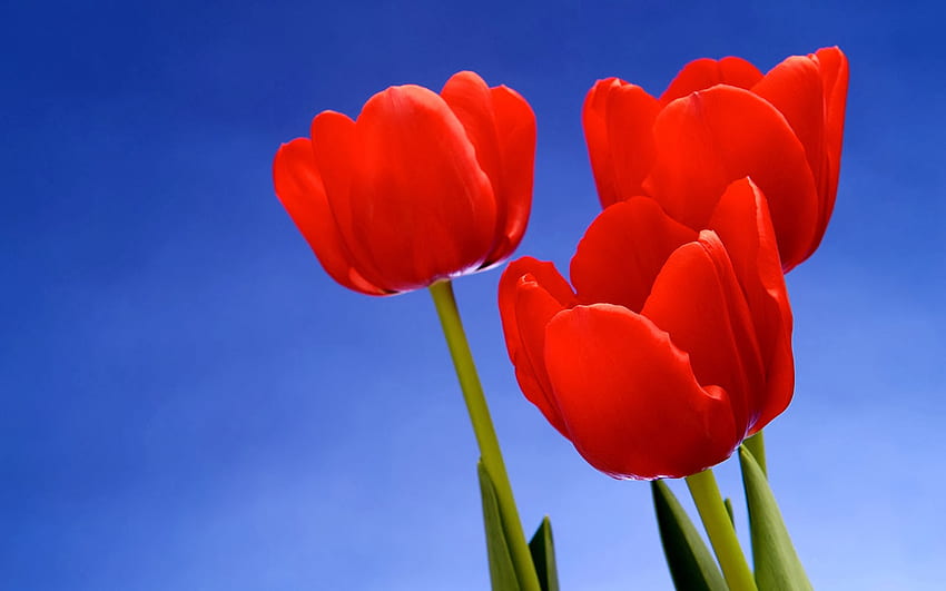 Clovisso Gallery Red Tulips Hd Wallpaper Pxfuel