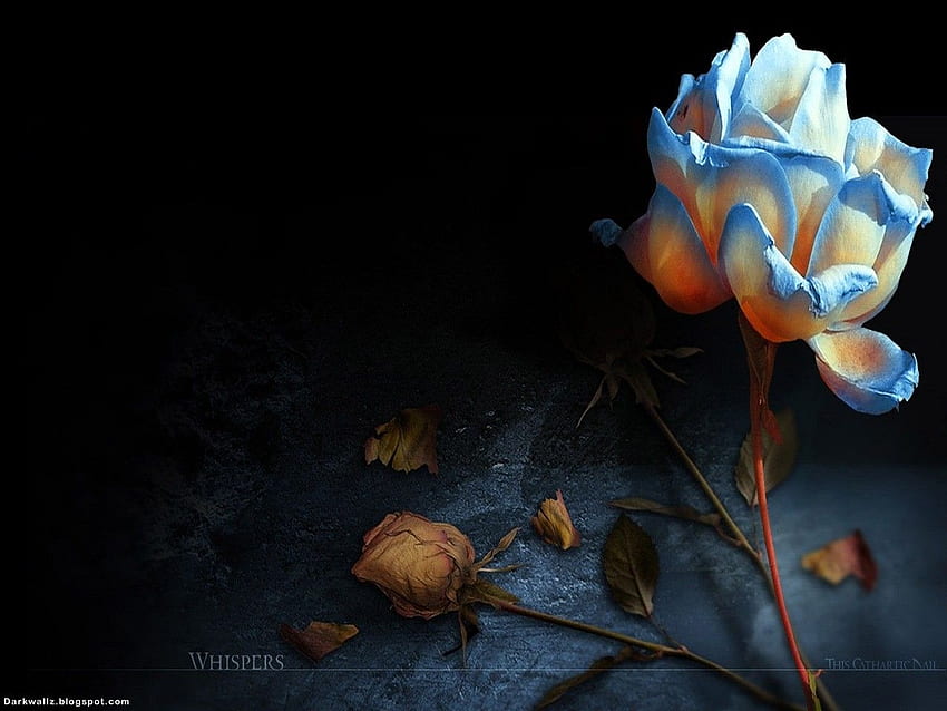 Of Black Roses Group Gothic Flower HD Wallpaper Pxfuel