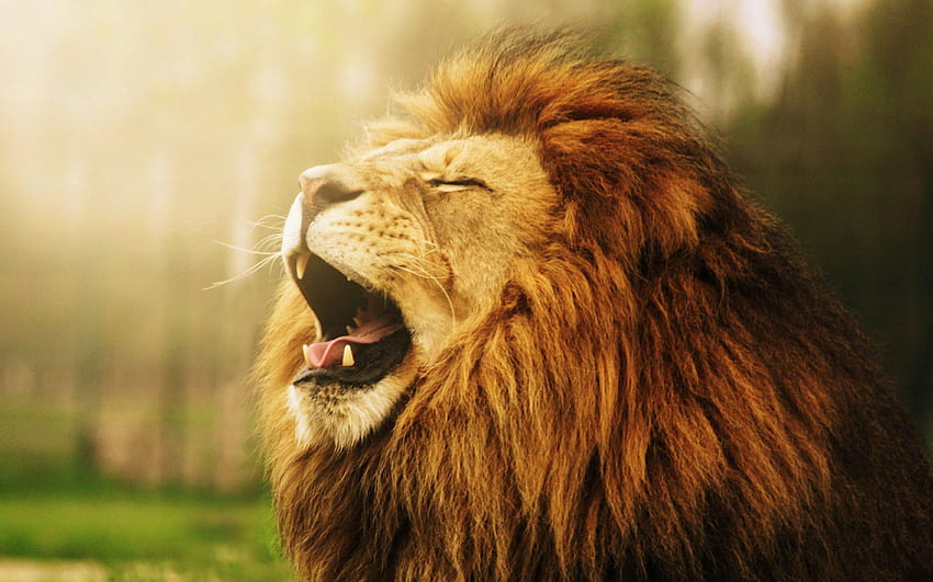 Roaring Lion Lion Roaring Ultra Hd Wallpaper Pxfuel