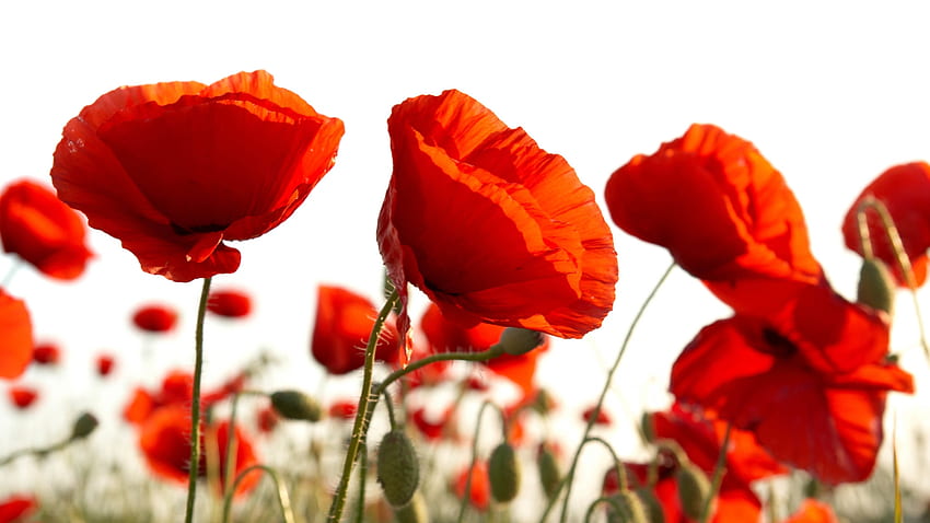 Red poppies in a field, Blooms, Blossoms, Poppies, Red HD wallpaper
