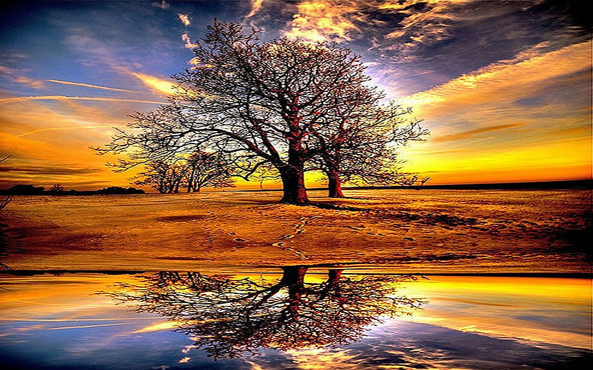 Golden Sunset, espelho, dourado, reflexão, 3d, resumo, cg, nuvens, árvores, céu, água, sol, pôr do sol papel de parede HD