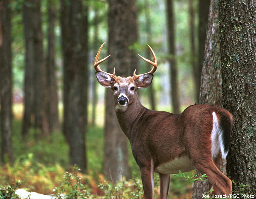 oops you found me, white tail buck, hunting, big buck, white tail fever HD wallpaper