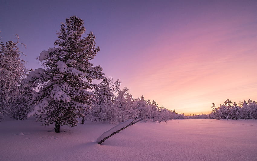 Frosty Sonnenaufgang, Feiertage, Sonnenaufgang, Weihnachten, Vorabend, Frosty HD-Hintergrundbild