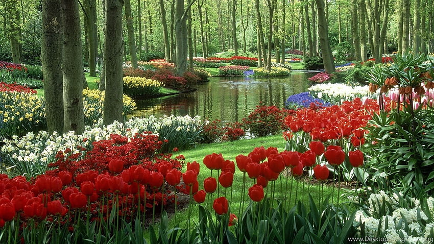 ธรรมชาติที่สวยงามด้วยดอกทิวลิปหลากสีสันในพื้นหลังสวน วอลล์เปเปอร์ HD