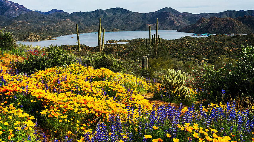Експлозия от пролетен цвят в пустинята Сонора, цветя, Аризона, цветове, хълмове, САЩ, пейзаж HD тапет