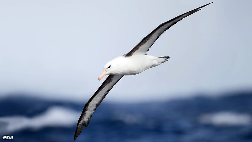 albatros, ptak morski, ptak, ptaki / i mobilne tło Tapeta HD