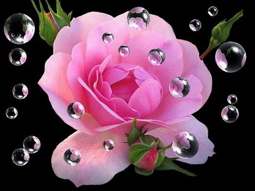 Pingos de chuva, rosa, rosa, preto, flor papel de parede HD