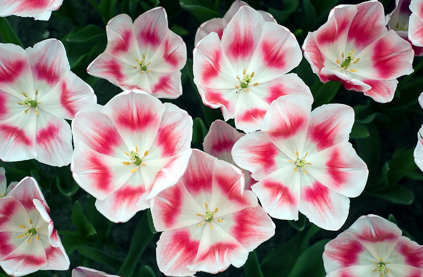 Flores, tulipanes, macizo de flores, macizo de flores, disuelto, suelto, bicolor, bicolor fondo de pantalla