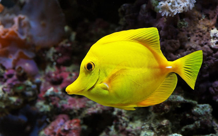 Zwierzęta, piękny, podwodny świat, pływać, pływać, ryby, pod wodą, pod wodą Tapeta HD