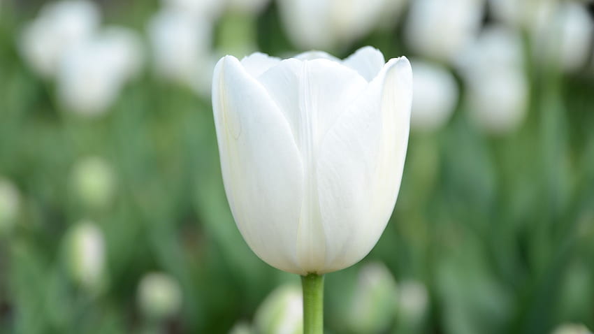 One White Tulip Close Up With Blurred Background . Me, White Tulips HD wallpaper