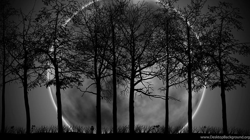 Dark Forest With Moon , Dark Forest Laptop HD wallpaper | Pxfuel