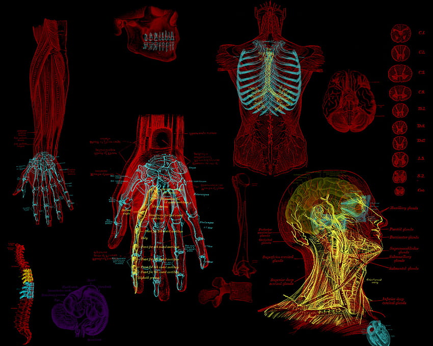 Menschlicher Körper, menschliche Biologie HD-Hintergrundbild