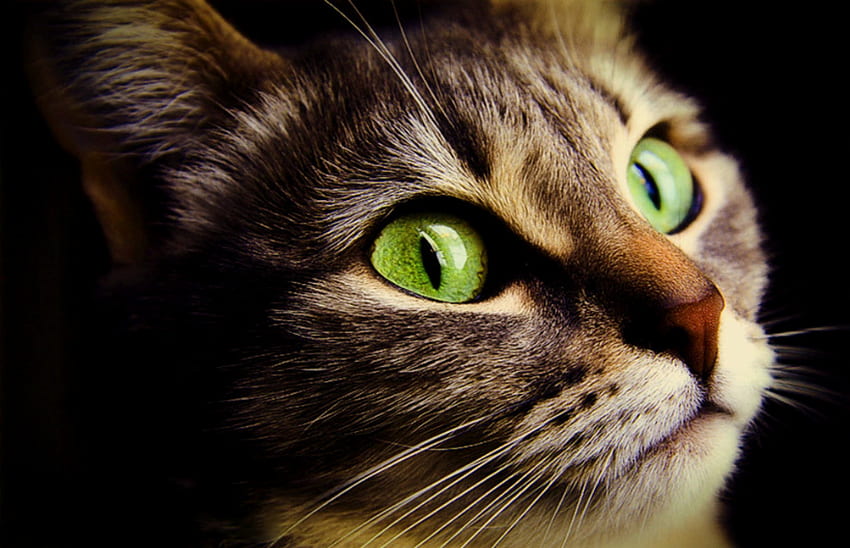 Emerald Gaze, zielone oczy, brązowy pręgowany, kocia twarz, szmaragdowe oczy Tapeta HD