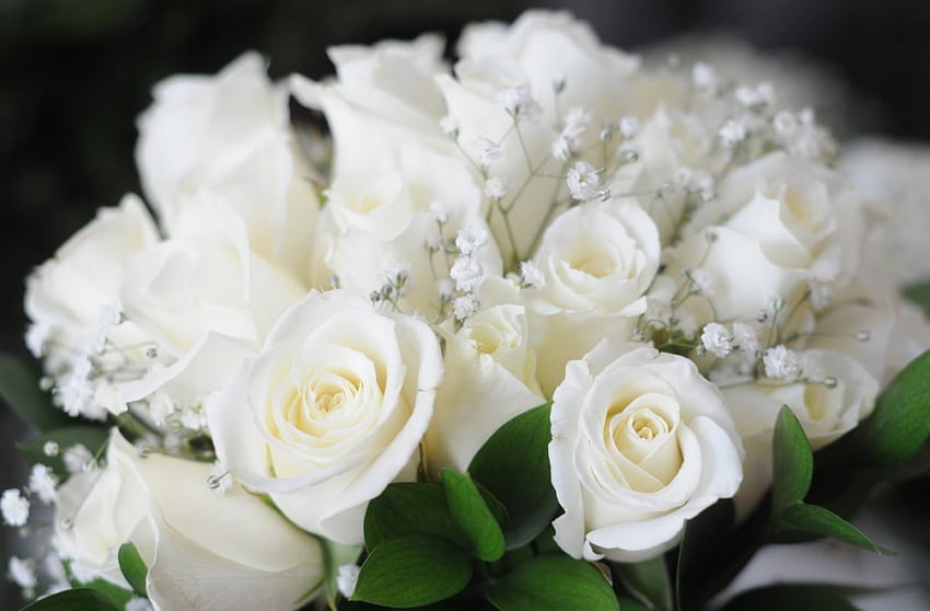 Bouquet of White Roses, white, bouquet, roses, gorgeous, bunch, leaves, flower, green, nature HD wallpaper