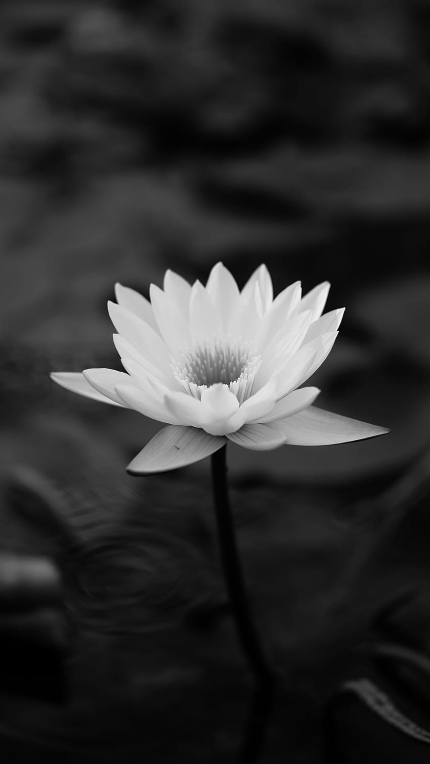 Black and White, Sacred Lotus, Aquatic Plant, Black, Flower HD phone wallpaper