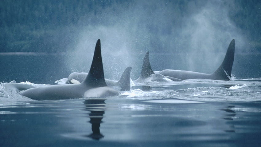 Killerwale, Orca-Wale HD-Hintergrundbild