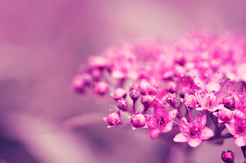 Background, Flower, Plant, Macro, Blur, Smooth HD wallpaper