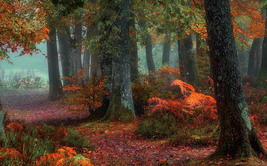 美しい秋の森の紅葉, 葉, 木, 秋, 自然, 森林, 紅葉 高画質の壁紙