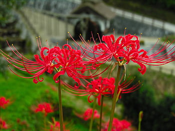 Hoa phong lan đỏ: Nếu bạn muốn nhìn thấy những bông hoa đẹp nhưng không quá sến sẩm, hoa phong lan đỏ sẽ là sự lựa chọn tuyệt vời. Hình ảnh hoa phong lan đỏ bùng nổ trên nền xanh, tạo nên một vẻ đẹp nổi bật và tươi sáng.