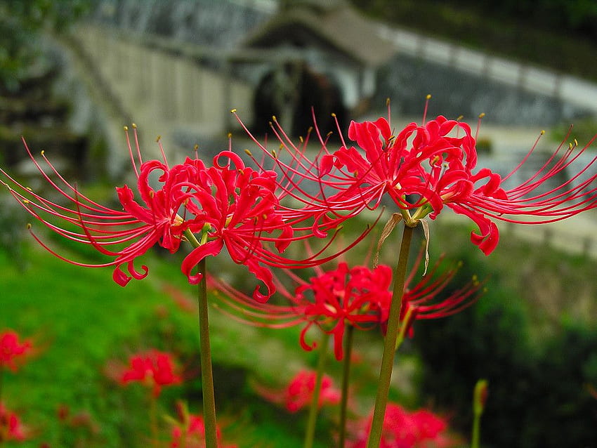 Red Spider Lily: Loài hoa Red Spider Lily tuyệt đẹp với màu sắc đỏ rực rỡ và kỳ lạ, đã trở thành biểu tượng của tình yêu và sự đổi mới. Việc ngắm nhìn những bông hoa này nở rộ trên cỏ xanh sẽ mang lại cho bạn cảm giác yên bình và niềm vui không thể tả trong lời. Hãy xem hình ảnh để thấy được sức mạnh của hoa Red Spider Lily.