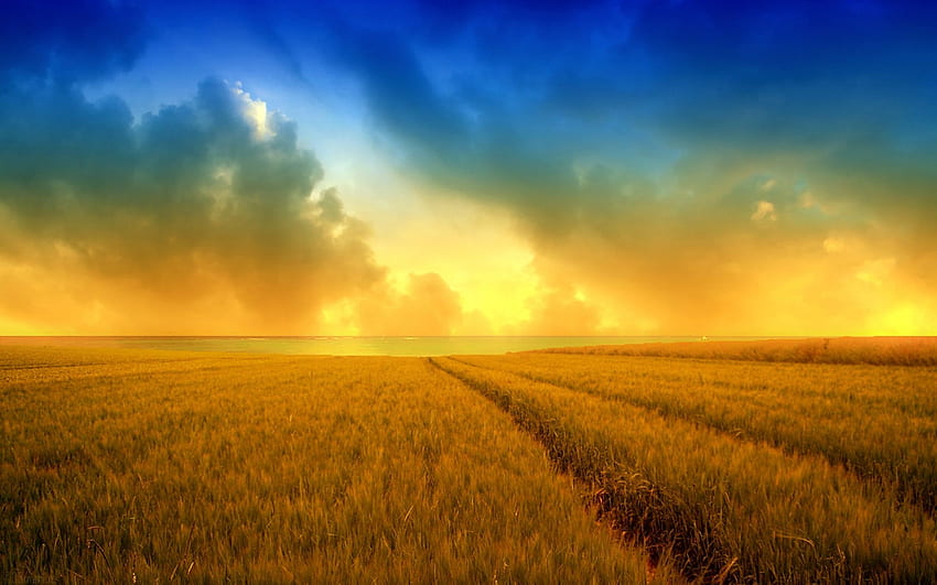 Golden Harvest Wheat Field HD wallpaper