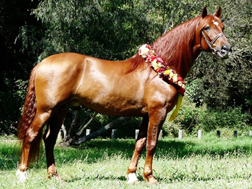Błogosławiony, hiszpański, andaluzyjski, konie, kasztan Tapeta HD