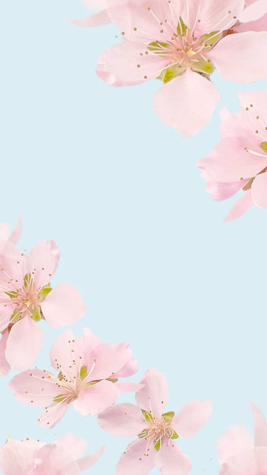 mint. Floral iphone, Plain, Cute Tropical Flowers Tumblr HD phone wallpaper
