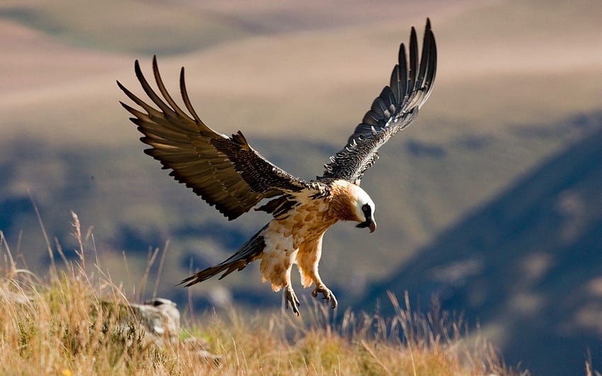 Flying Bearded Vulture and HD wallpaper