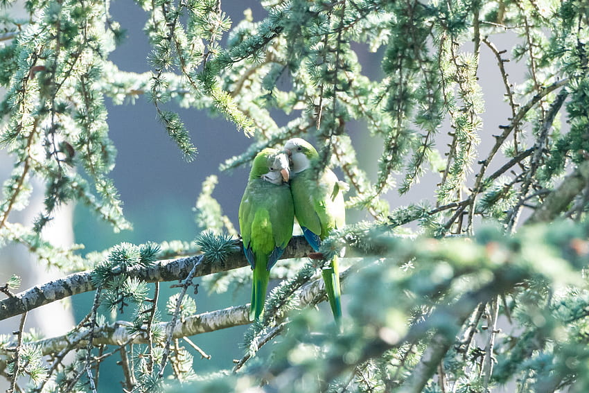 Parrots, blue, branch, bird, green, couple, pasare, parrot HD wallpaper