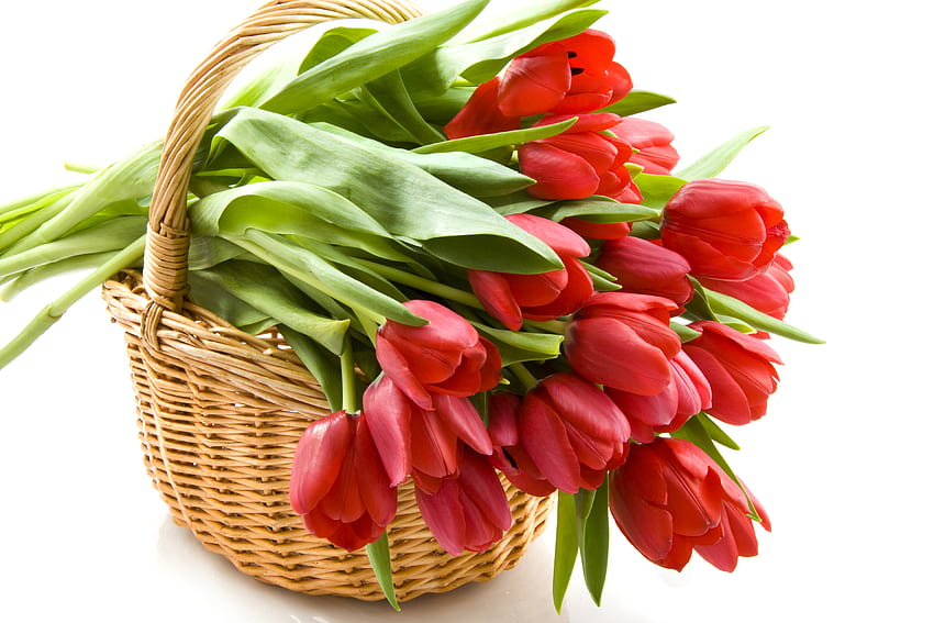 Tulips, tulip, bouquet, graphy, elegantly, beautiful, nice, gently, basket, still life, flower, red, cool, flowers, harmony HD wallpaper