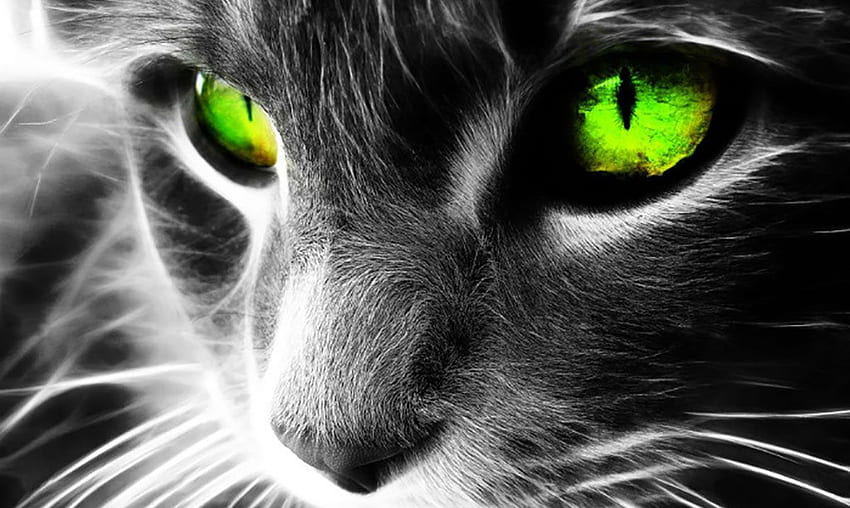 Cats Protect You and Your Home From Ghosts And Evil Spirits – Awareness Act. Green eyed cat, Animal , Cat HD wallpaper