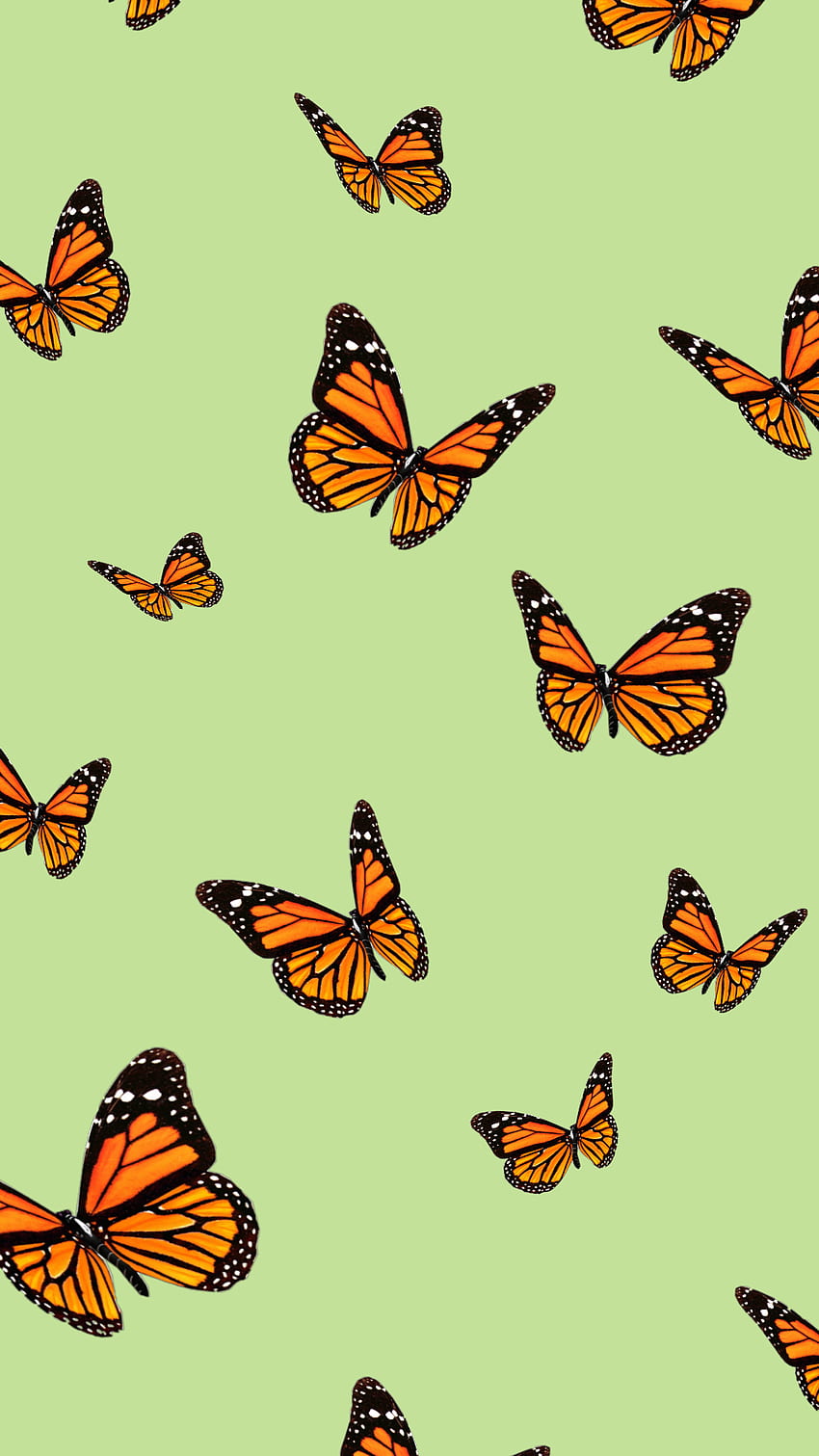 Green Butterfly Wallpapers  Top Free Green Butterfly Backgrounds   WallpaperAccess