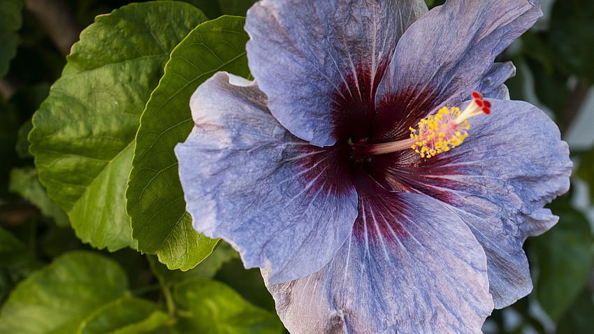 Purple hibiscus flower macro graphy HD wallpaper | Pxfuel