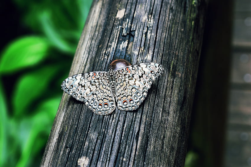 Macro, Spotted, Spotty, Insect, Butterfly, Wings, Scales, Lepidoptera HD wallpaper