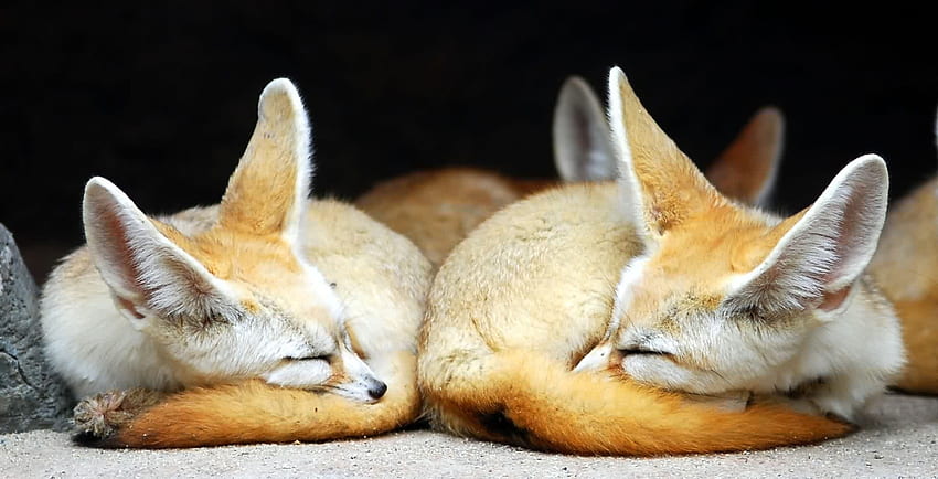 Fennec Fox (Vulpes zerda) – Our Wild World HD wallpaper