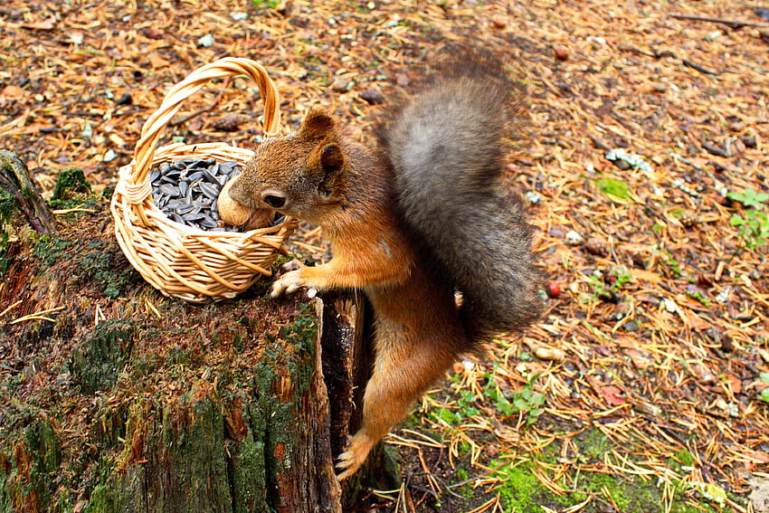 Tiere, Eichhörnchen, Lebensmittel, Korb, Baumstumpf, Penek, Samen, Sonnenblumenkerne HD-Hintergrundbild