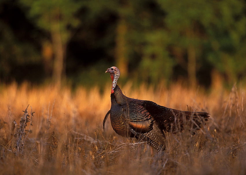 Wild Turkeys Make Their Fall Debut, Turkey Eastern HD wallpaper