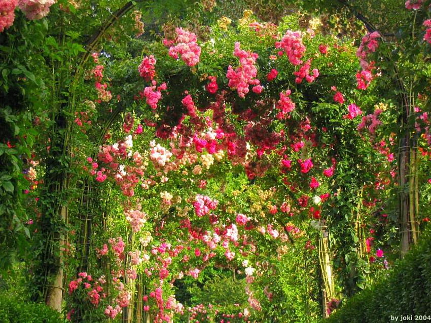 rosas, cenador, arco, jardín, naturaleza fondo de pantalla