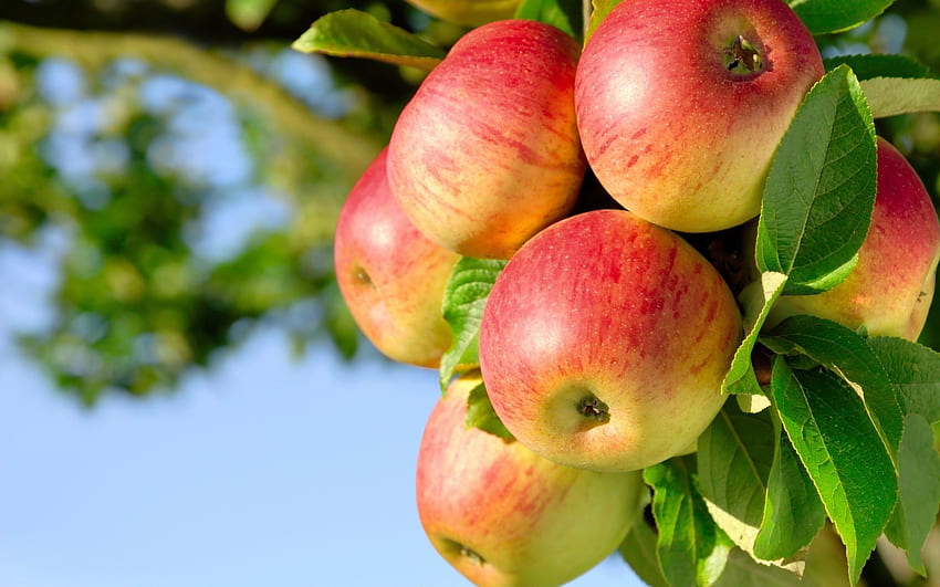 of apple farm. Fruit Apple Trees Orchard Nature HD wallpaper