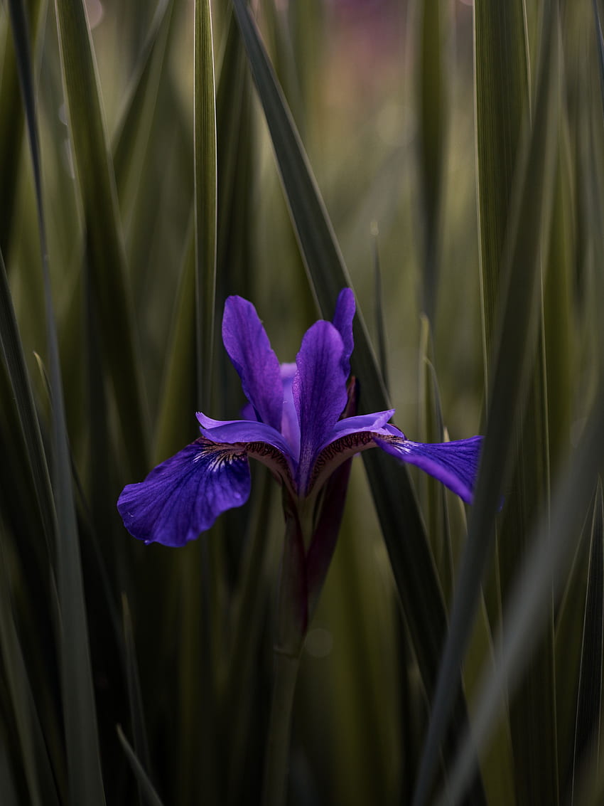 Blumen, Blätter, Veilchen, Iris, Blume, Unschärfe, glatt, lila HD-Handy-Hintergrundbild