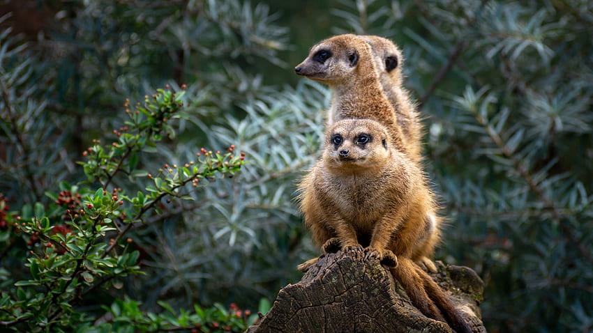 Animals, Meerkats, Cute HD wallpaper