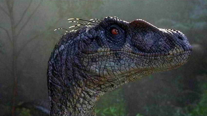 velociraptor, dinosaurus, hewan darat, velociraptor, adaptasi, organisme, Jurassic Park Velociraptor Wallpaper HD
