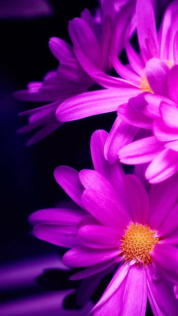 Download wallpaper 800x1420 lilac flower dark purple night iphone  se5s5c5 for parallax hd background
