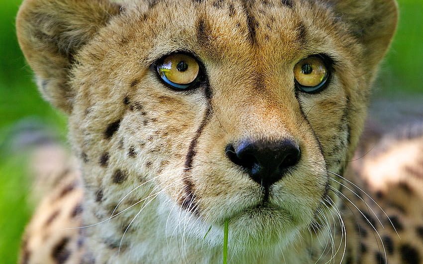 Animals, Cheetah, Young, Muzzle, Close-Up, Joey, Nose HD wallpaper
