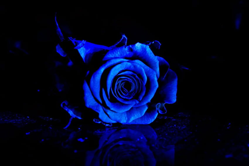 Blue Rose, blue, rose, roses, flower HD wallpaper | Pxfuel