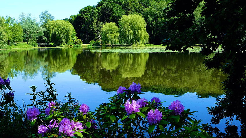 Summer Lake, trees, germany, sky, lossoms, waterlilies, water, reflections HD wallpaper