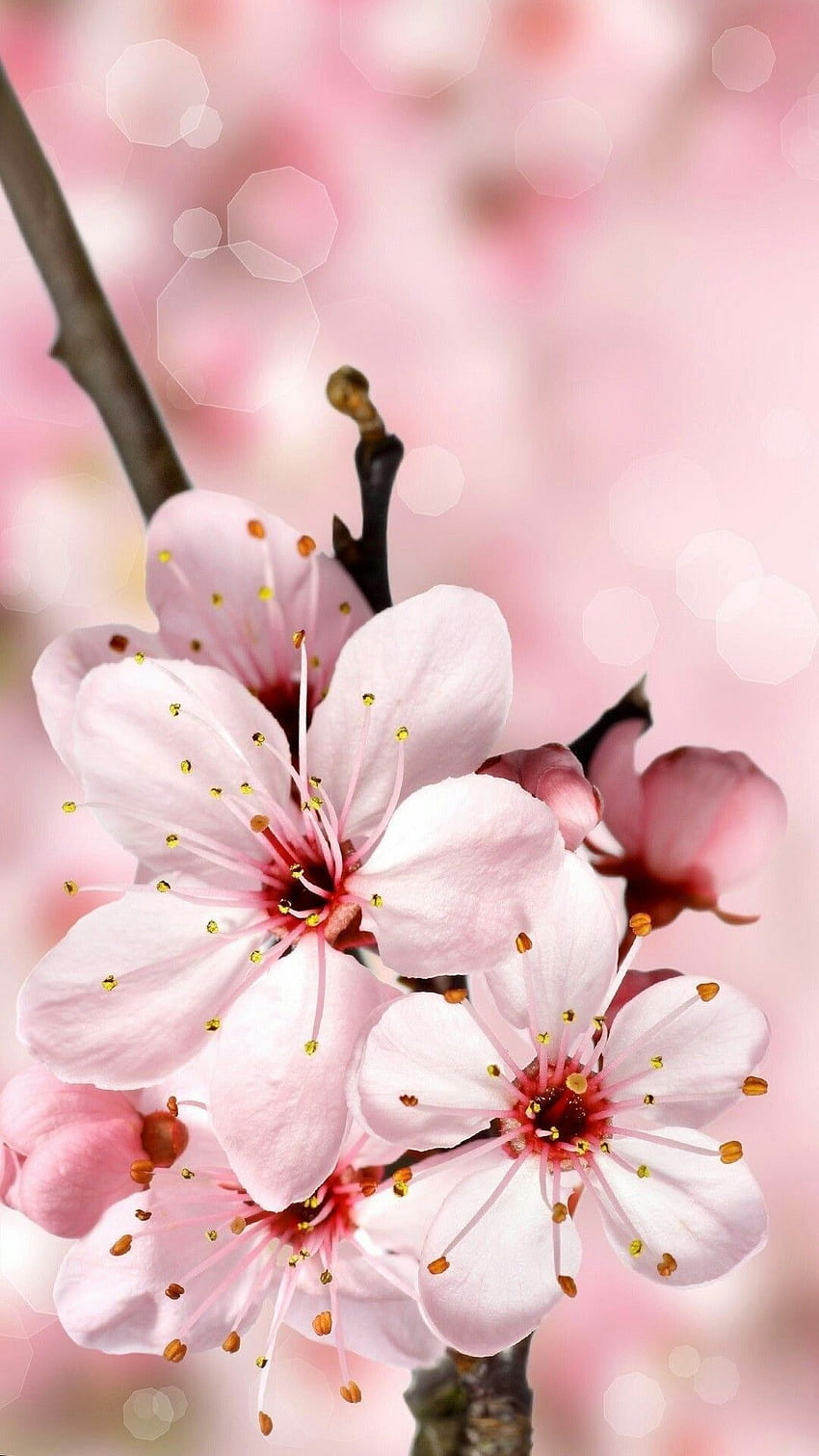 Cherry Blossom , Dark Cherry Blossom HD phone wallpaper