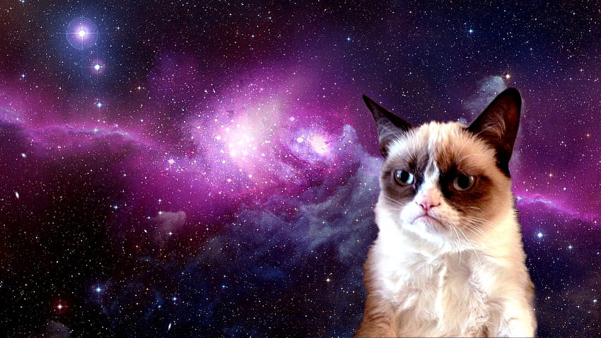 the evil grumpy from outta space, kitten, grumpy, awesome, , stars, wonderful, nice, fantastic, animals, adorable, sweet, cat, pretty, skyphoenixx1, animal, great, galaxy, kitty, universe, cats, cute, , outstanding, kittens, planet, abstract, amazing, marvellous, stunning, grumpy cat, beautiful, super, space, funny HD wallpaper
