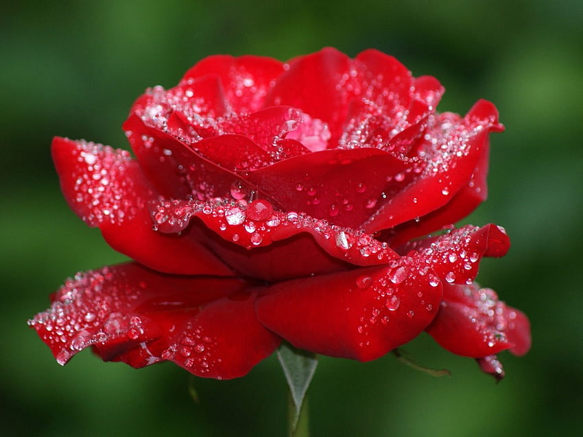 Червена роза, роза, цвете, червено, капки вода, красота HD тапет