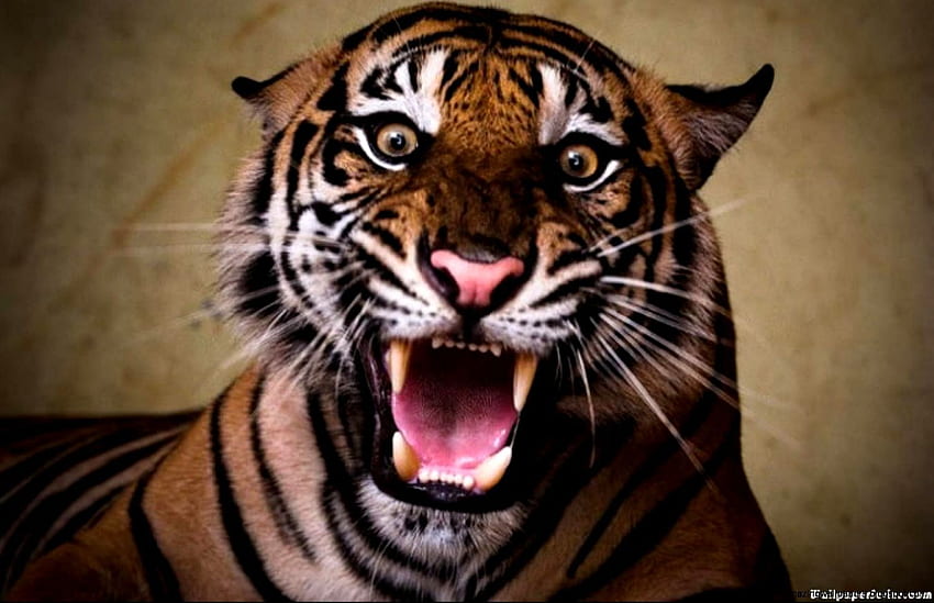 Page 2 | tiger face HD wallpapers | Pxfuel